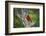 Scarlet Tanager (Piranga Ludoviciana) Male Perched-Larry Ditto-Framed Photographic Print