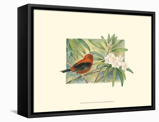 Scarlet Tanager-Janet Mandel-Framed Stretched Canvas