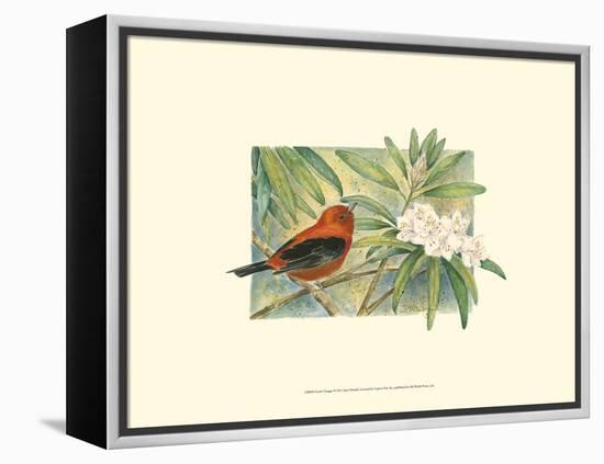 Scarlet Tanager-Janet Mandel-Framed Stretched Canvas