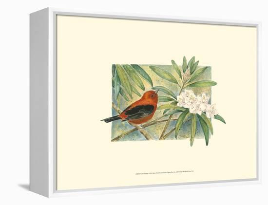 Scarlet Tanager-Janet Mandel-Framed Stretched Canvas