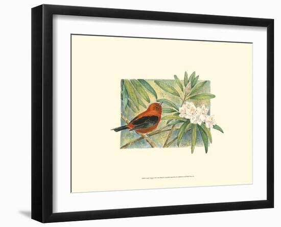 Scarlet Tanager-Janet Mandel-Framed Art Print