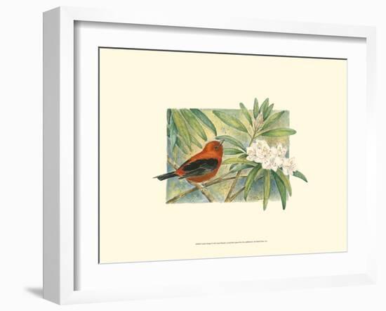 Scarlet Tanager-Janet Mandel-Framed Art Print