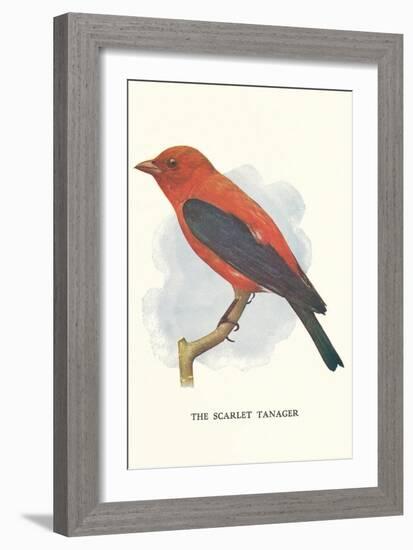 Scarlet Tanager-null-Framed Art Print