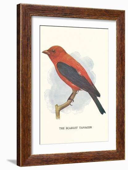 Scarlet Tanager-null-Framed Art Print