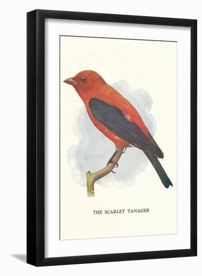 Scarlet Tanager-null-Framed Art Print