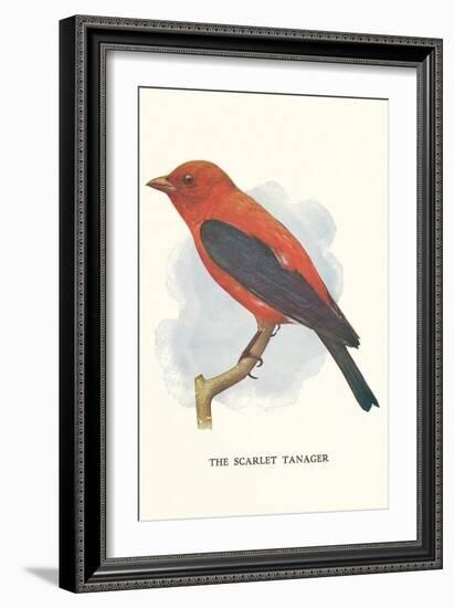 Scarlet Tanager-null-Framed Art Print