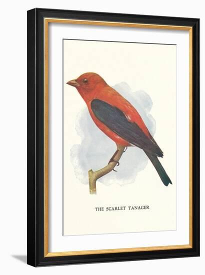 Scarlet Tanager-null-Framed Art Print