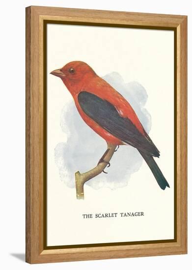 Scarlet Tanager-null-Framed Stretched Canvas