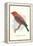 Scarlet Tanager-null-Framed Stretched Canvas