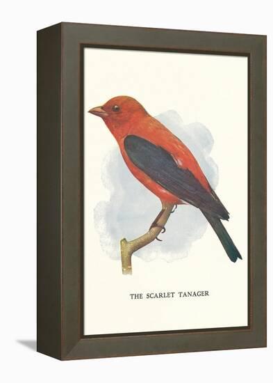 Scarlet Tanager-null-Framed Stretched Canvas
