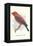 Scarlet Tanager-null-Framed Stretched Canvas