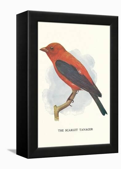 Scarlet Tanager-null-Framed Stretched Canvas