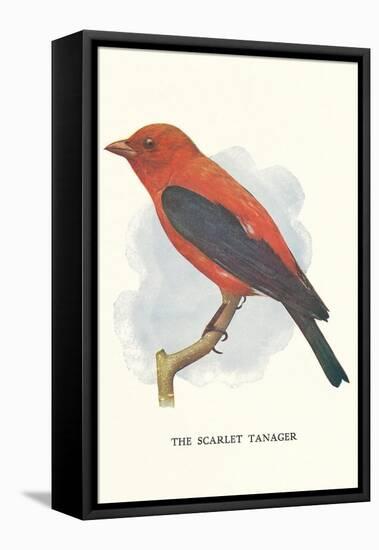 Scarlet Tanager-null-Framed Stretched Canvas