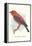 Scarlet Tanager-null-Framed Stretched Canvas