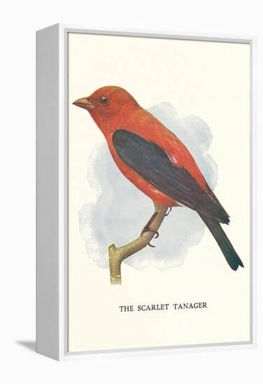 Scarlet Tanager-null-Framed Stretched Canvas