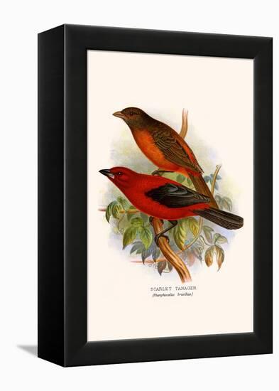 Scarlet Tanager-F.w. Frohawk-Framed Stretched Canvas