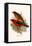 Scarlet Tanager-F.w. Frohawk-Framed Stretched Canvas