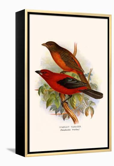 Scarlet Tanager-F.w. Frohawk-Framed Stretched Canvas