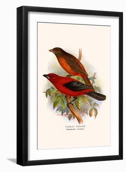 Scarlet Tanager-F.w. Frohawk-Framed Art Print