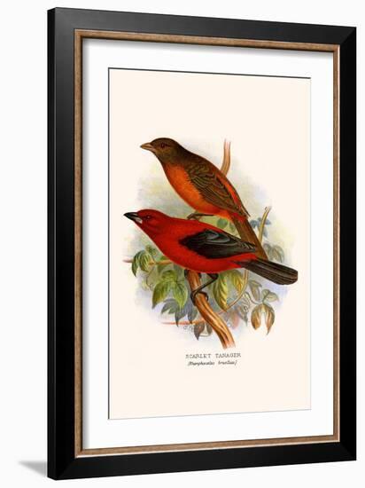 Scarlet Tanager-F.w. Frohawk-Framed Art Print