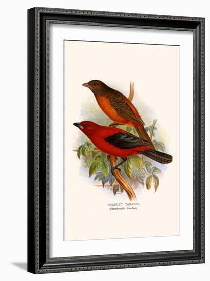 Scarlet Tanager-F.w. Frohawk-Framed Art Print