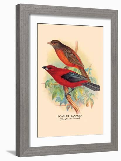 Scarlet Tanager-Arthur G. Butler-Framed Art Print