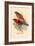 Scarlet Tanager-Arthur G. Butler-Framed Art Print