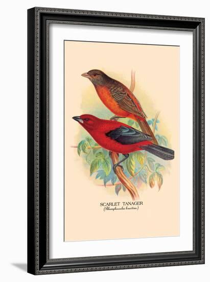 Scarlet Tanager-Arthur G. Butler-Framed Art Print