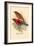 Scarlet Tanager-Arthur G. Butler-Framed Art Print