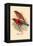 Scarlet Tanager-Arthur G. Butler-Framed Stretched Canvas