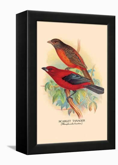 Scarlet Tanager-Arthur G. Butler-Framed Stretched Canvas