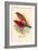 Scarlet Tanager-Arthur G. Butler-Framed Art Print