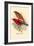 Scarlet Tanager-Arthur G. Butler-Framed Art Print