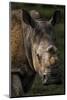 Scarred face of a white rhinoceros that survived an attack by poachers, South Africa-Neil Aldridge-Mounted Photographic Print