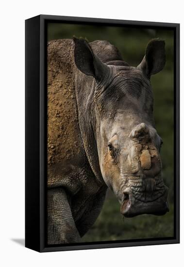 Scarred face of a white rhinoceros that survived an attack by poachers, South Africa-Neil Aldridge-Framed Premier Image Canvas