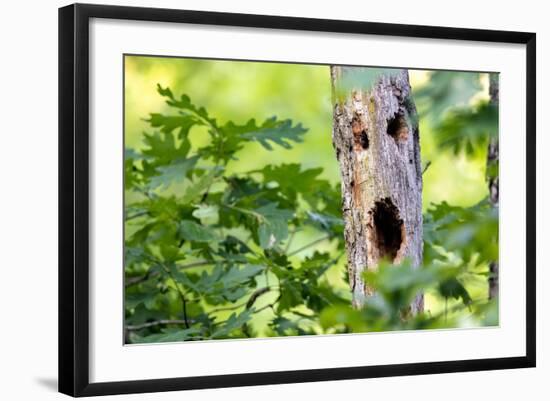 Photo, , large