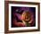 Scary Pumpkin and Bats-Matthias Kulka-Framed Giclee Print