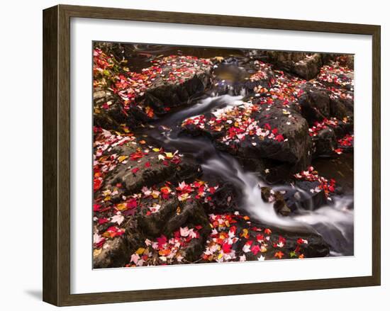 Scattered Leaves, Duck Brook-Michael Hudson-Framed Art Print