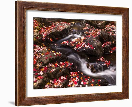 Scattered Leaves, Duck Brook-Michael Hudson-Framed Art Print