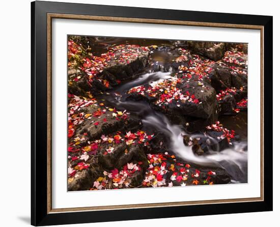 Scattered Leaves, Duck Brook-Michael Hudson-Framed Art Print