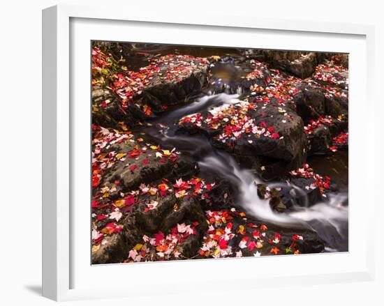 Scattered Leaves, Duck Brook-Michael Hudson-Framed Art Print