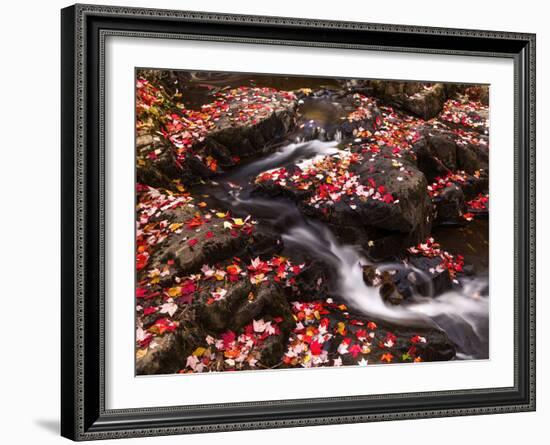 Scattered Leaves, Duck Brook-Michael Hudson-Framed Art Print