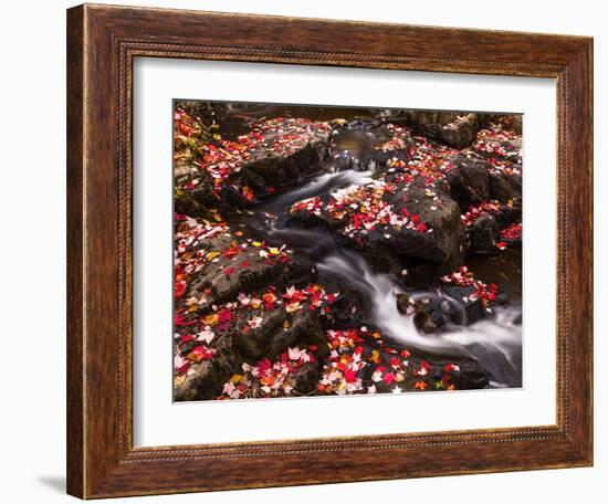 Scattered Leaves, Duck Brook-Michael Hudson-Framed Art Print