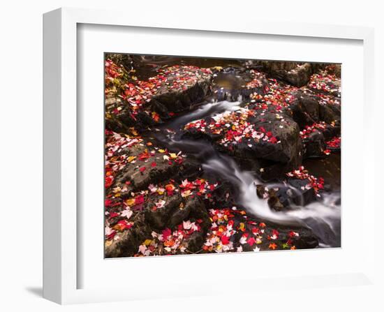 Scattered Leaves, Duck Brook-Michael Hudson-Framed Art Print