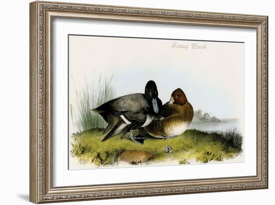 Scaup Duck-John James Audubon-Framed Art Print