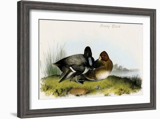 Scaup Duck-John James Audubon-Framed Art Print