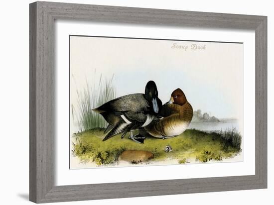 Scaup Duck-John James Audubon-Framed Art Print