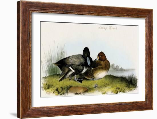 Scaup Duck-John James Audubon-Framed Art Print