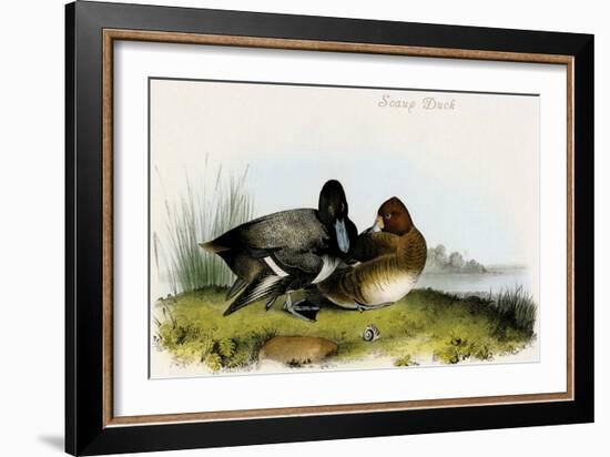 Scaup Duck-John James Audubon-Framed Art Print