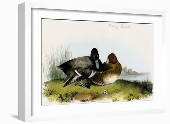 Scaup Duck-John James Audubon-Framed Art Print